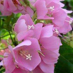 5 Dombeya burgessiae Seeds - Pink Wild Pear - Indigenous Tree - Combined Global Shipping - New