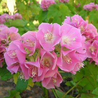 5 Dombeya burgessiae Seeds - Pink Wild Pear - Indigenous Tree - Combined Global Shipping - New