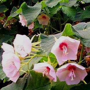 5 Dombeya burgessiae Seeds - Pink Wild Pear - Indigenous Tree - Combined Global Shipping - New