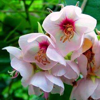5 Dombeya burgessiae Seeds - Pink Wild Pear - Indigenous Tree - Combined Global Shipping - New