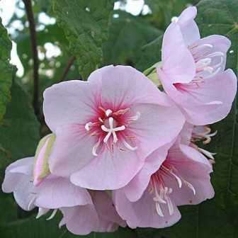 5 Dombeya burgessiae Seeds - Pink Wild Pear - Indigenous Tree - Combined Global Shipping - New