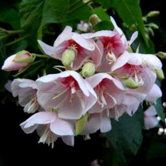 5 Dombeya burgessiae Seeds - Pink Wild Pear - Indigenous Tree - Combined Global Shipping - New