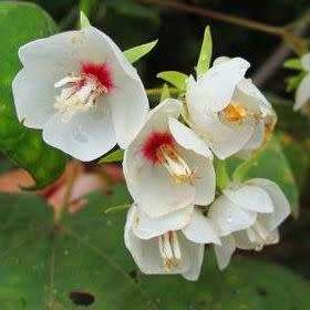 Dombeya pulchra - Silver Snowball - 5 Seed Pack - Indigenous Flowering Tree Seeds - New