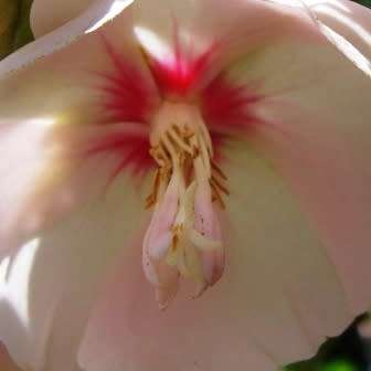 Dombeya pulchra - Silver Snowball - 5 Seed Pack - Indigenous Flowering Tree Seeds - New