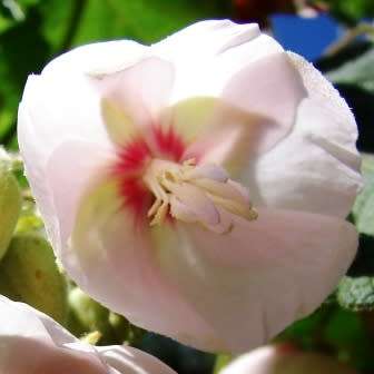 Dombeya pulchra - Silver Snowball - 5 Seed Pack - Indigenous Flowering Tree Seeds - New