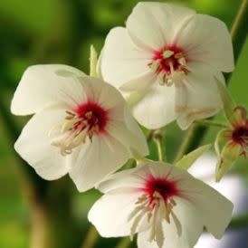 Dombeya pulchra - Silver Snowball - 5 Seed Pack - Indigenous Flowering Tree Seeds - New