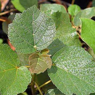 5 Dombeya rotundifolia Seeds - Wild Pear - Indigenous Deciduous Flowering Tree Seeds