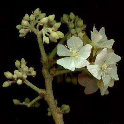 5 Dombeya rotundifolia Seeds - Wild Pear - Indigenous Deciduous Flowering Tree Seeds