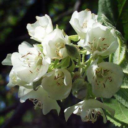 5 Dombeya rotundifolia Seeds - Wild Pear - Indigenous Deciduous Flowering Tree Seeds