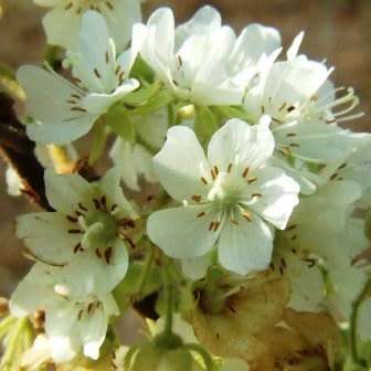 5 Dombeya rotundifolia Seeds - Wild Pear - Indigenous Deciduous Flowering Tree Seeds