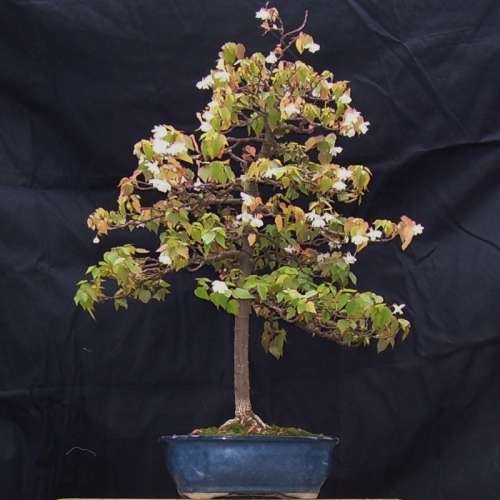 5 Dombeya tiliacea Seeds - Little Dog Rose - Indigenous Endemic Bonsai - Combined Shipping - New