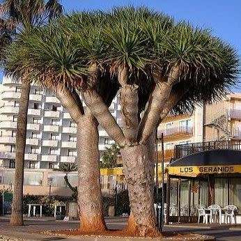 5 Dragon's Blood Tree Seeds - Canary Island - Dracaena draco Seeds - Magical - Evergreen