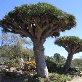 5 Dragon's Blood Tree Seeds - Canary Island - Dracaena draco Seeds - Magical - Evergreen