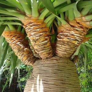 5 Dragon's Blood Tree Seeds - Canary Island - Dracaena draco Seeds - Magical - Evergreen