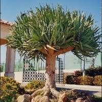 5 Dragon's Blood Tree Seeds - Canary Island - Dracaena draco Seeds - Magical - Evergreen