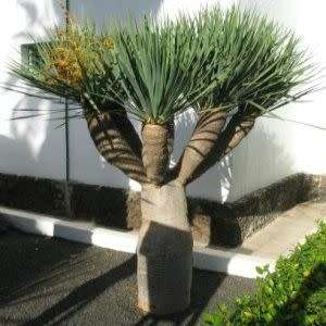 5 Dragon's Blood Tree Seeds - Canary Island - Dracaena draco Seeds - Magical - Evergreen