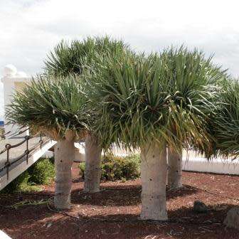 5 Dragon's Blood Tree Seeds - Canary Island - Dracaena draco Seeds - Magical - Evergreen