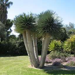 5 Dragon's Blood Tree Seeds - Canary Island - Dracaena draco Seeds - Magical - Evergreen