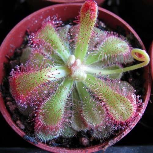 Drosera aliciae - Carnivorous Sundew Seeds - Indigenous Endemic Ethnobotanical Curiosity Houseplant