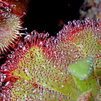 Drosera aliciae - Carnivorous Sundew Seeds - Indigenous Endemic Ethnobotanical Curiosity Houseplant