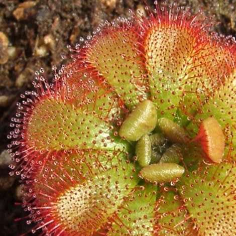 Drosera aliciae - Carnivorous Sundew Seeds - Indigenous Endemic Ethnobotanical Curiosity Houseplant