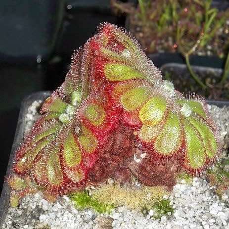 Drosera aliciae - Carnivorous Sundew Seeds - Indigenous Endemic Ethnobotanical Curiosity Houseplant