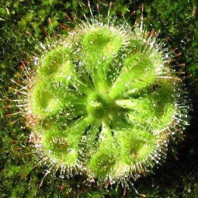 Drosera burmannii Seeds - Tropical Burmese Carnivorous Sundew Seeds from Burma