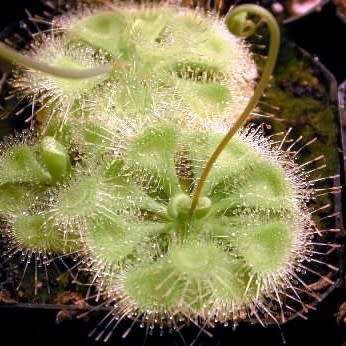 Drosera burmannii Seeds - Tropical Burmese Carnivorous Sundew Seeds from Burma