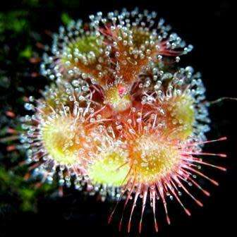 Drosera burmannii Seeds - Tropical Burmese Carnivorous Sundew Seeds from Burma