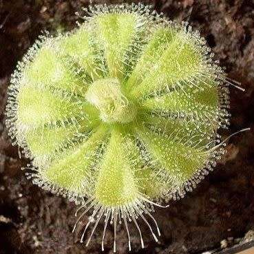 Drosera burmannii Seeds - Tropical Burmese Carnivorous Sundew Seeds from Burma