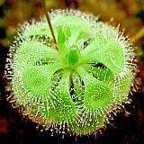 Drosera burmannii Seeds - Tropical Burmese Carnivorous Sundew Seeds from Burma