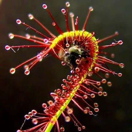 Drosera capensis - Carnivorous Sundew Seeds - Endemic Ethnobotanical Curiosity Houseplant