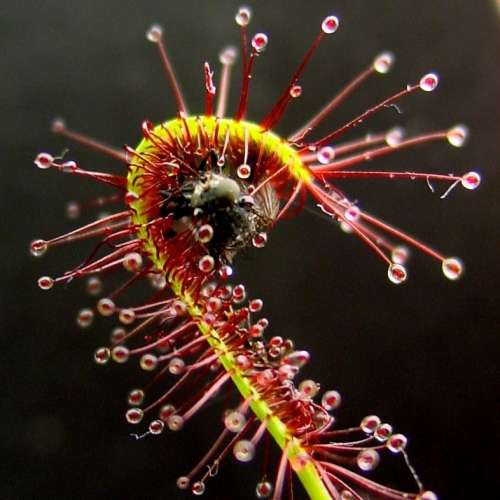 Drosera capensis - Carnivorous Sundew - 10+ Seed Pack - Endemic Ethnobotanical Houseplant - New