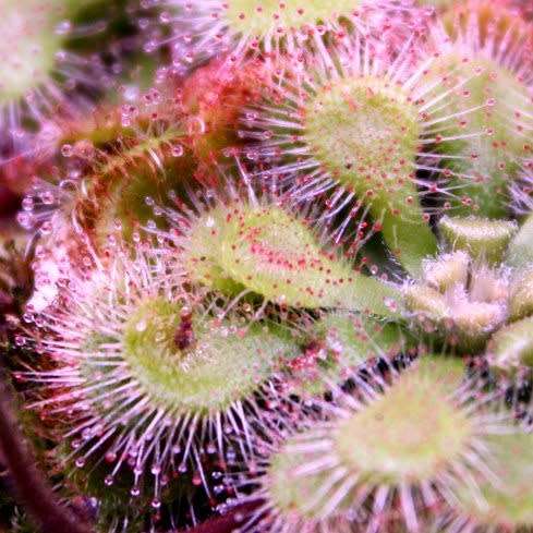Drosera natalensis - Carnivorous Sundew - 10+ Seed Pack - Endemic Ethnobotanical Houseplant - New