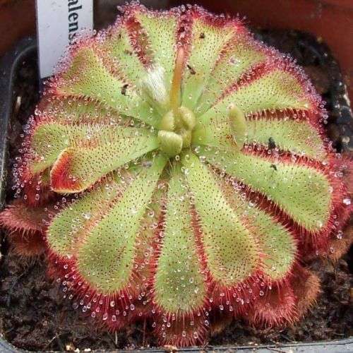 Drosera natalensis - Carnivorous Sundew - 10+ Seed Pack - Endemic Ethnobotanical Houseplant - New