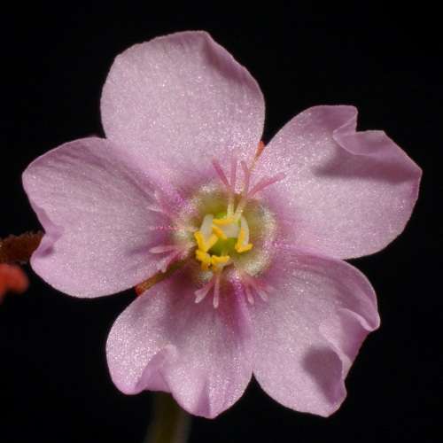 Drosera natalensis - Carnivorous Sundew - 10+ Seed Pack - Endemic Ethnobotanical Houseplant - New
