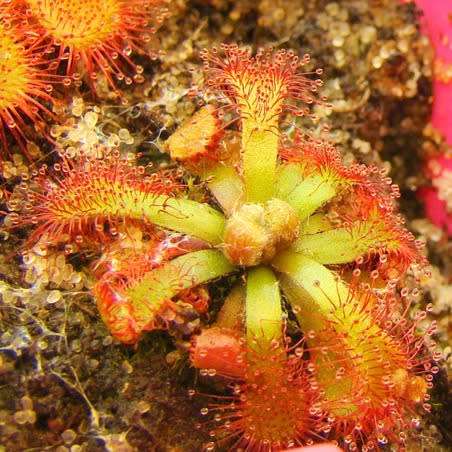 Drosera natalensis - Carnivorous Sundew - 10+ Seed Pack - Endemic Ethnobotanical Houseplant - New