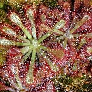 Drosera natalensis - Carnivorous Sundew - 10+ Seed Pack - Endemic Ethnobotanical Houseplant - New