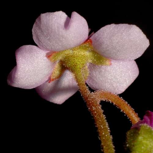 Drosera natalensis - Carnivorous Sundew - 10+ Seed Pack - Endemic Ethnobotanical Houseplant - New