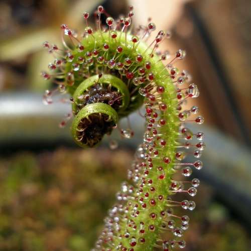 Drosera regia - King Sundew - Carnivorous - 5 Seed Pack - Endemic Ethnobotanical - New