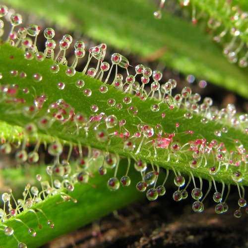 Drosera regia - King Sundew - Carnivorous - 5 Seed Pack - Endemic Ethnobotanical - New