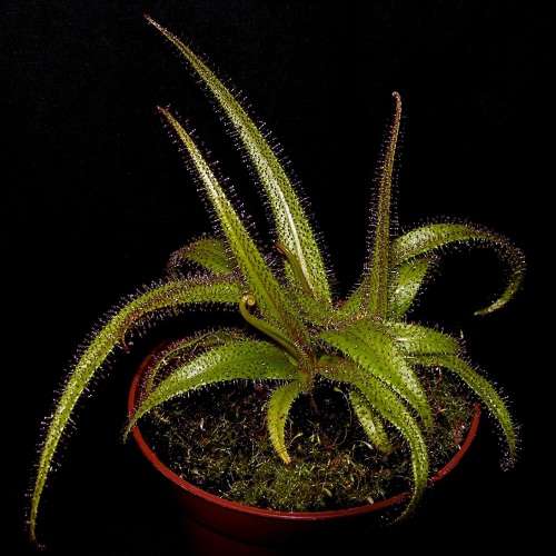 Drosera regia - King Sundew - Carnivorous - 5 Seed Pack - Endemic Ethnobotanical - New