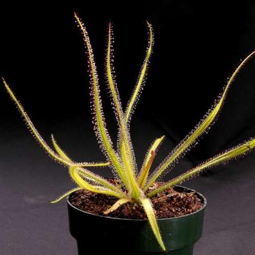 Drosera regia - King Sundew - Carnivorous - 5 Seed Pack - Endemic Ethnobotanical - New