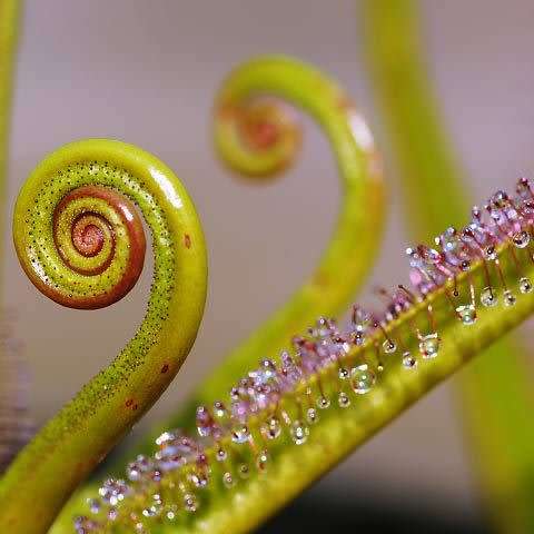 Drosera regia - King Sundew - Carnivorous - 5 Seed Pack - Endemic Ethnobotanical - New