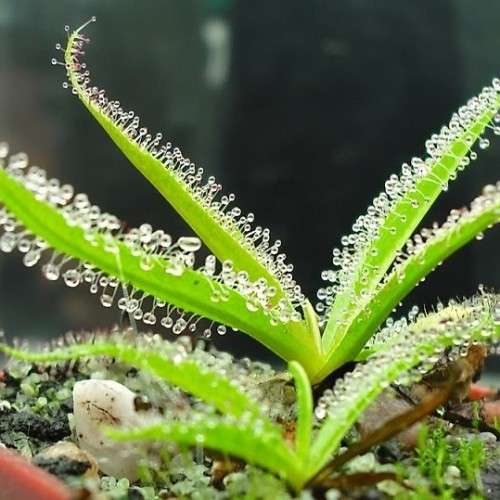 Drosera regia - King Sundew - Carnivorous - 5 Seed Pack - Endemic Ethnobotanical - New
