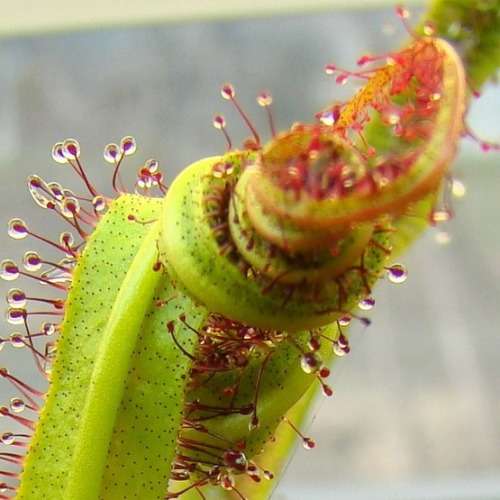 Drosera regia - King Sundew - Carnivorous - 5 Seed Pack - Endemic Ethnobotanical - New