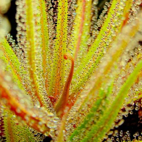 Drosera regia - King Sundew - Carnivorous - 5 Seed Pack - Endemic Ethnobotanical - New