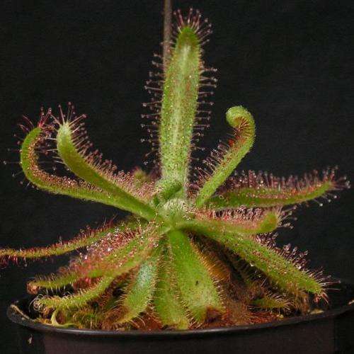 Drosera trinervia - Carnivorous Sundew - 10+ Seed Pack - Endemic Ethnobotanical Houseplant - New