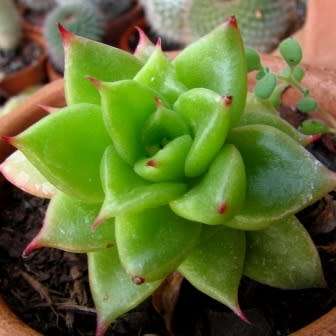 Echeveria agavoides - 20+ Seed Pack - Exotic Succulent - Combined Global Shipping - NEW