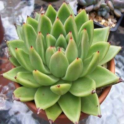 Echeveria agavoides - 20+ Seed Pack - Exotic Succulent - Combined Global Shipping - NEW